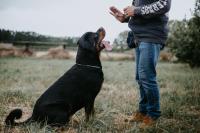 Cornerstone Dog Training image 2